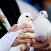 красивые голуби на свадьбу
